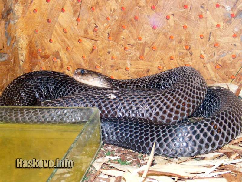 Изложба змии Изложба змии