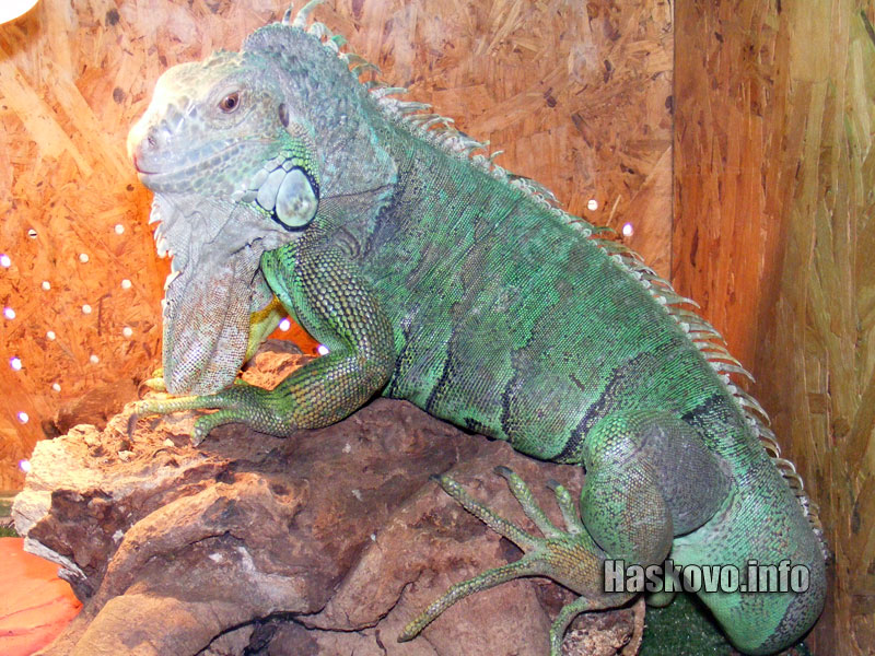 Гущер Гущер