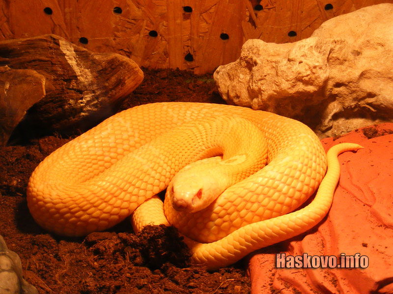 Изложба змии Изложба змии