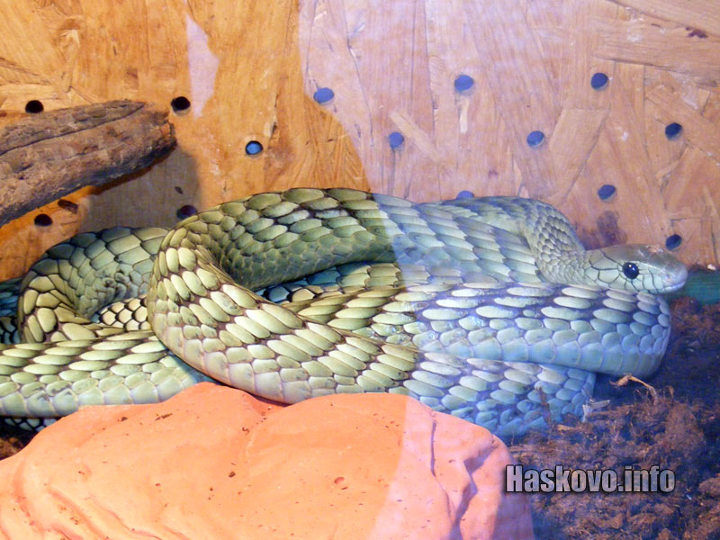Изложба змии Изложба змии