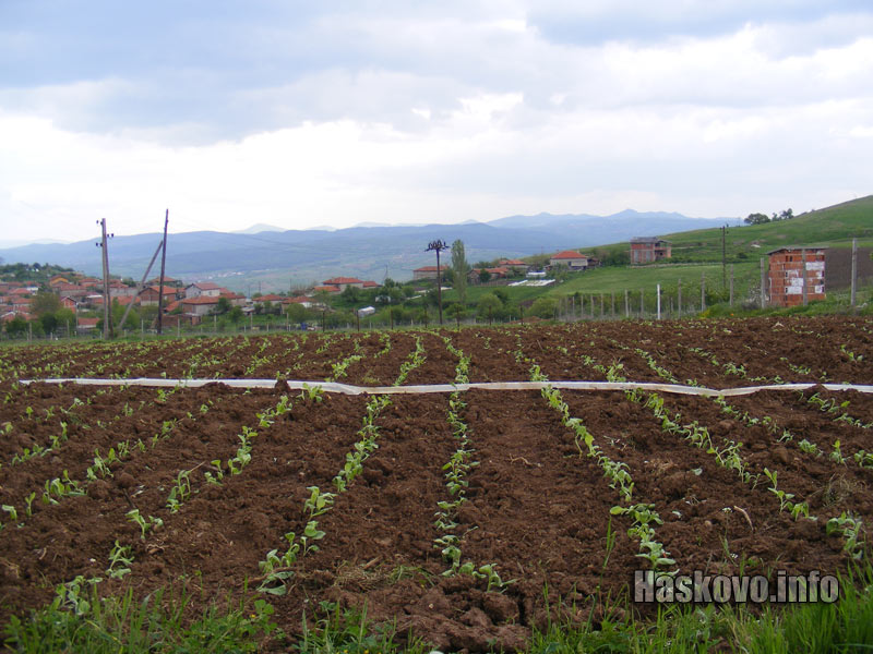 Тютюневото поле