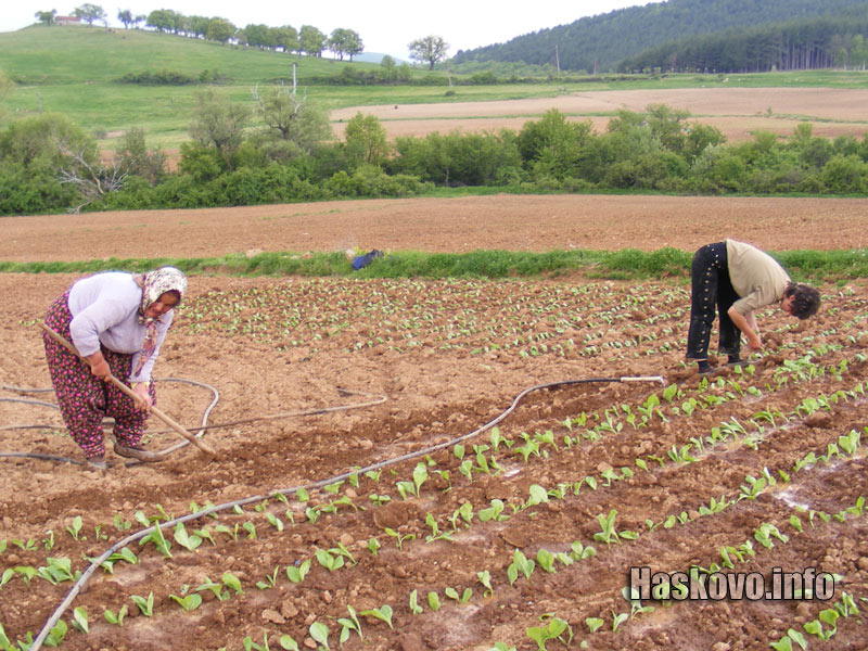 Тютюн, архив