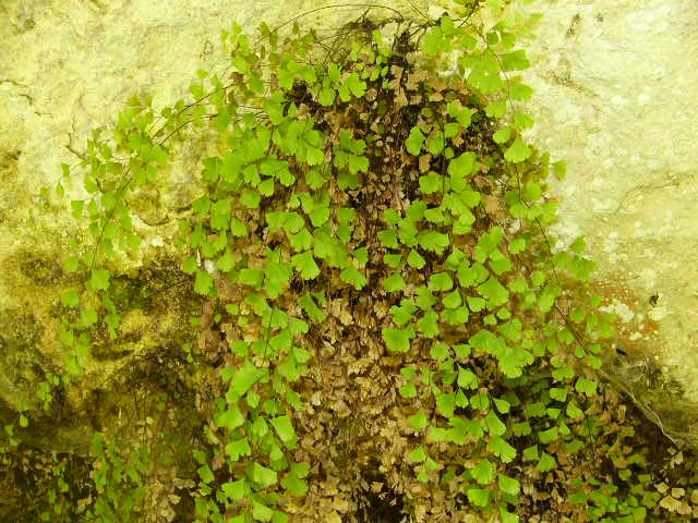 Венерин косъм