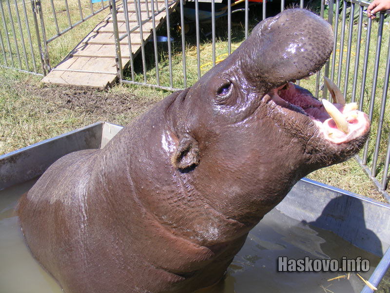 Хипопотамът