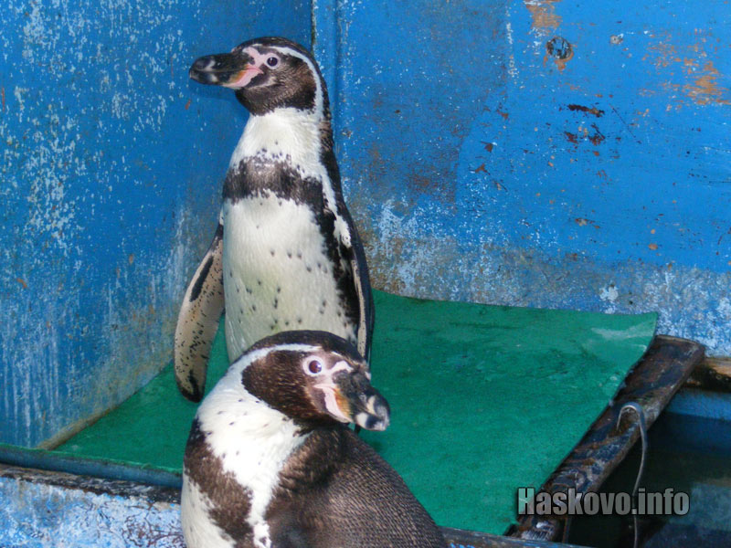 Пингвините