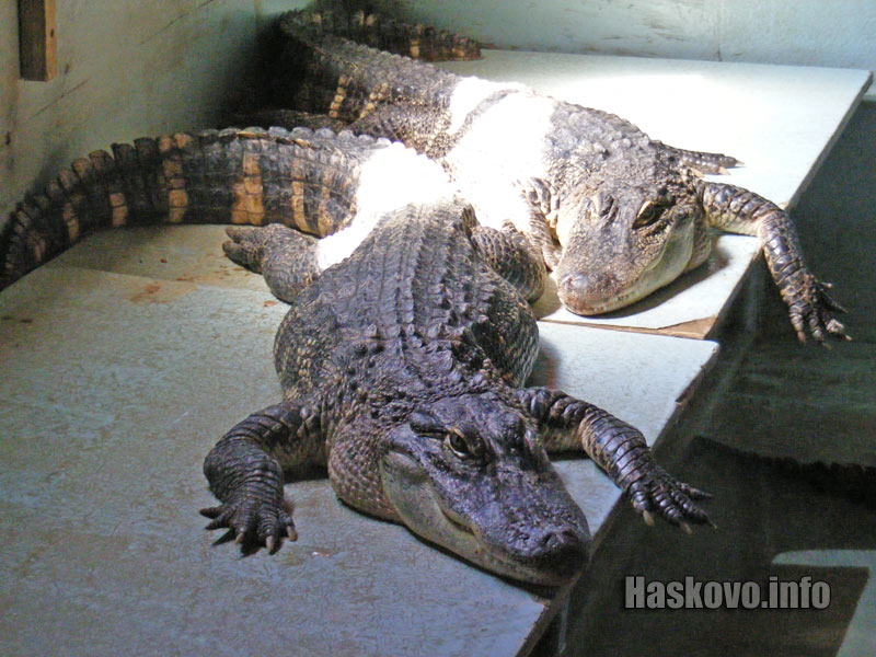 Крокодилите