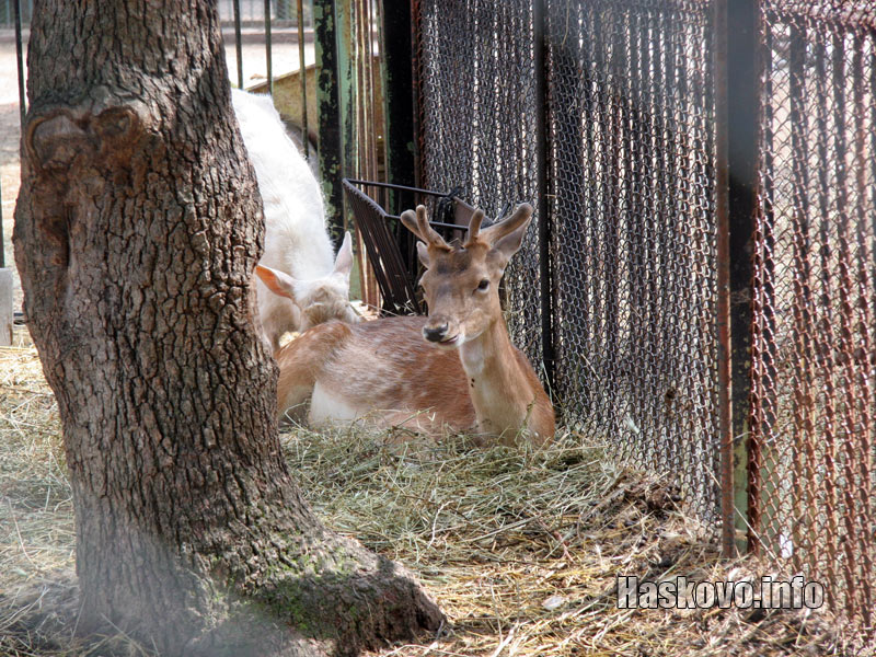 Майката на Еленчето Майката на Еленчето