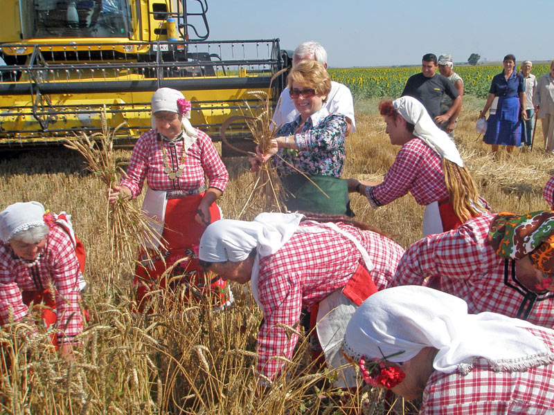 Емилия Масларова на жътва