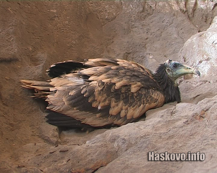 Египетски лешояд