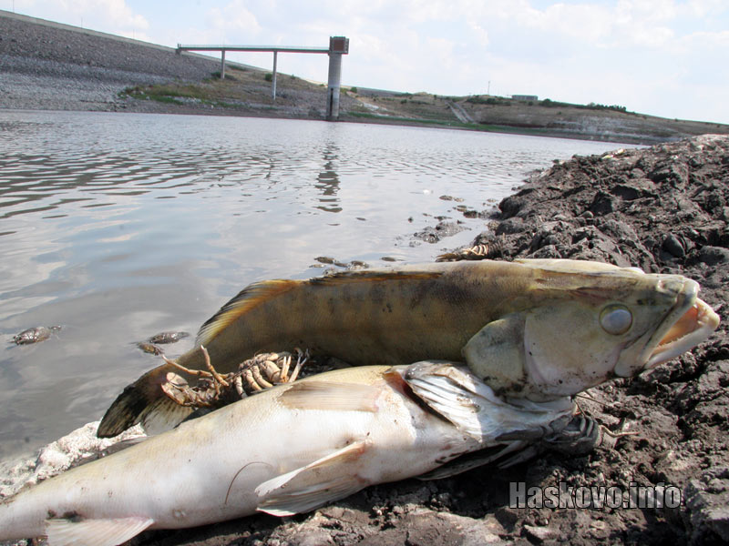 Измрялата риба в язовир Гарваново