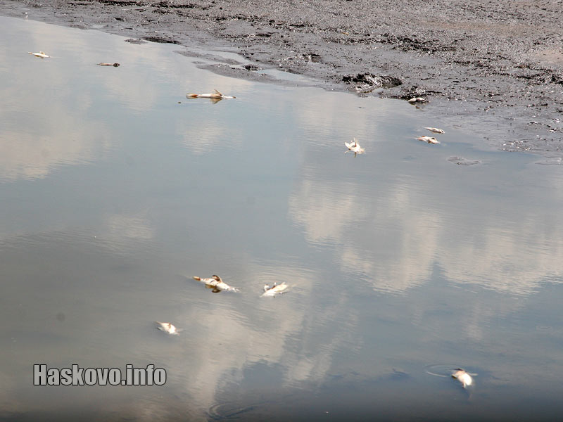 Мъртва риба, архив