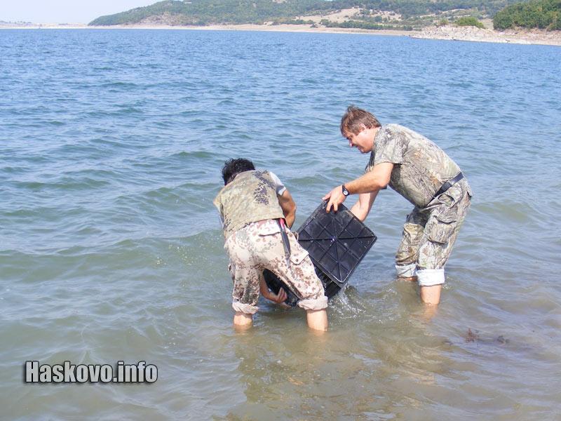 Зарибяване