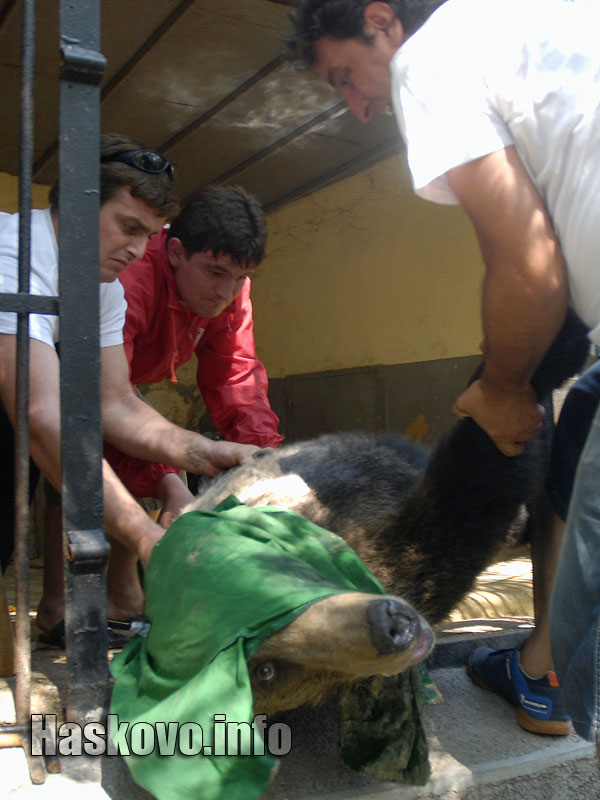 Мечката бе упоена и откарана