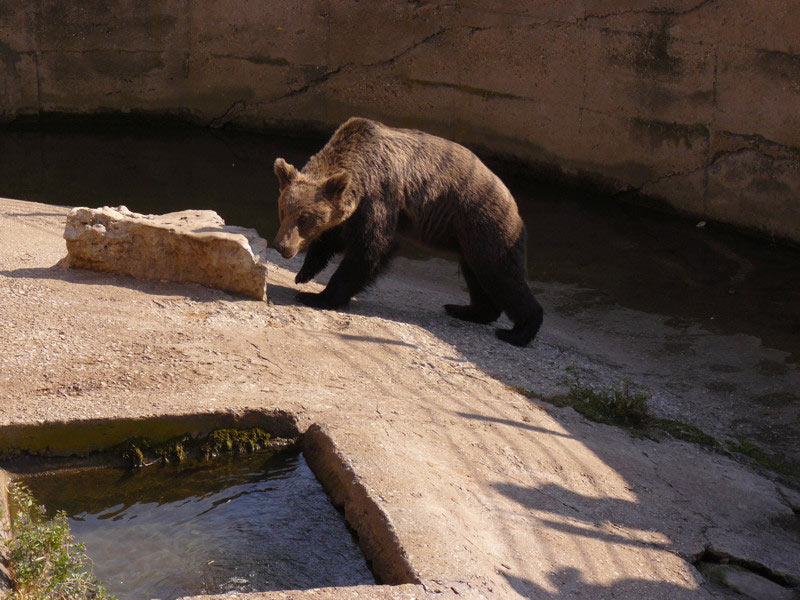 Мечка, илюстрация