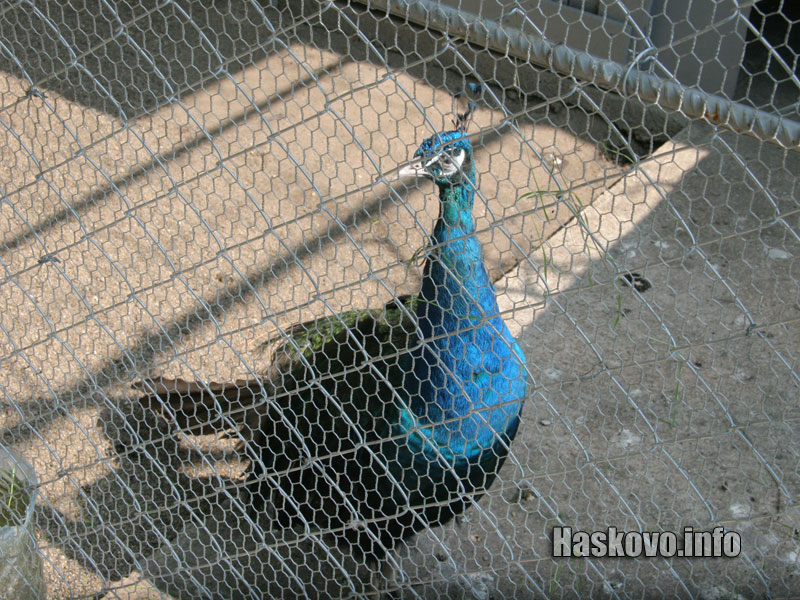 Зоопарка Зоопарка