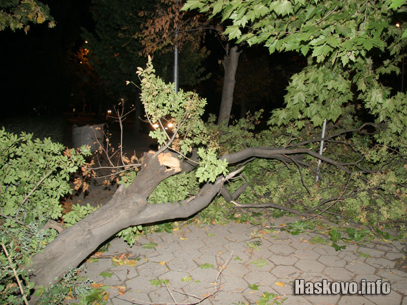Падналото дърво в района на болницата