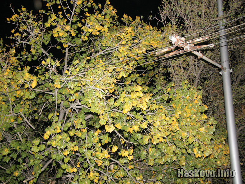 Падналото дърво върху електрическата мрежа на тролейбусите Падналото дърво върху електрическата мрежа на тролейбусите