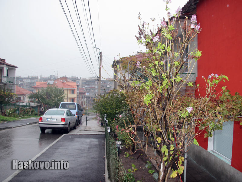 Цъфналият люляк