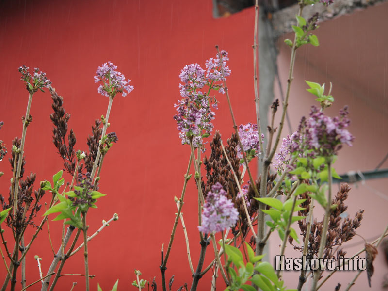 Цъфналият люляк Цъфналият люляк