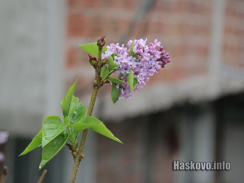 Цъфналият люляк Цъфналият люляк