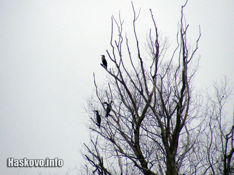 Корморани Корморани