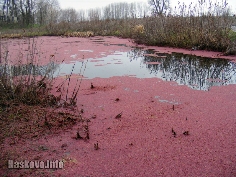 Край Марица Край Марица