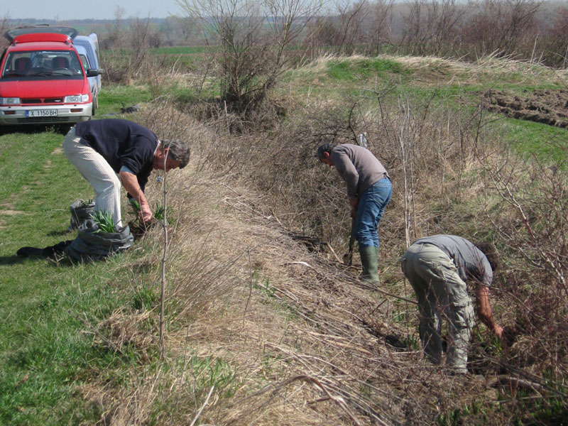 През миналата седмица в местността Злато поле бяха засадени 100 луковици на блатно кокиче