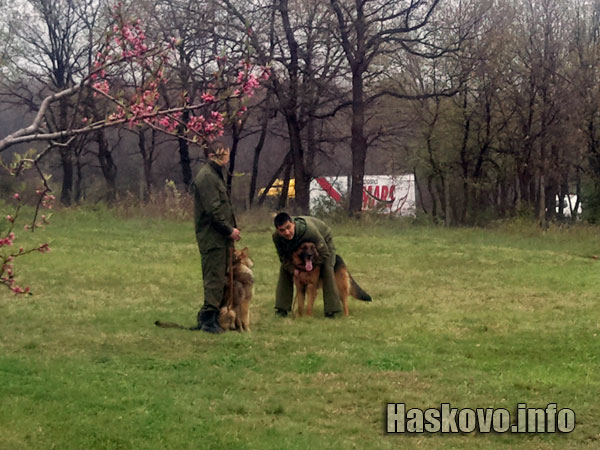 Изпитът на кучетата водачи
