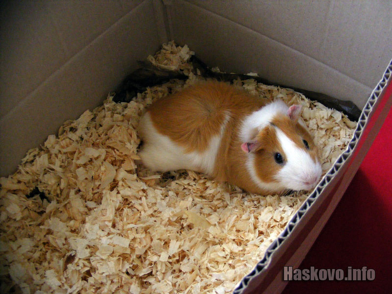 Морско свинче Морско свинче