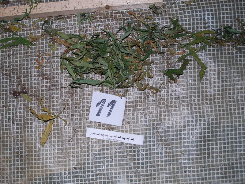 Марихуана, илюстрация