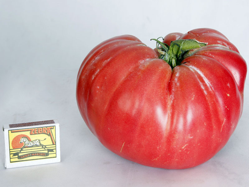 Доматът рекордьор