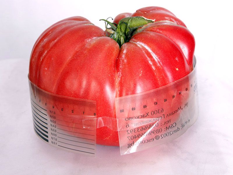 Доматът рекордьор