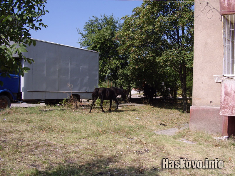 Кон, илюстрация