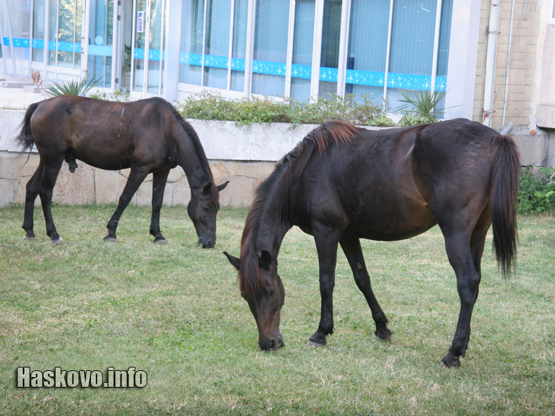 Конете търпеливо изчакаха решението на службите