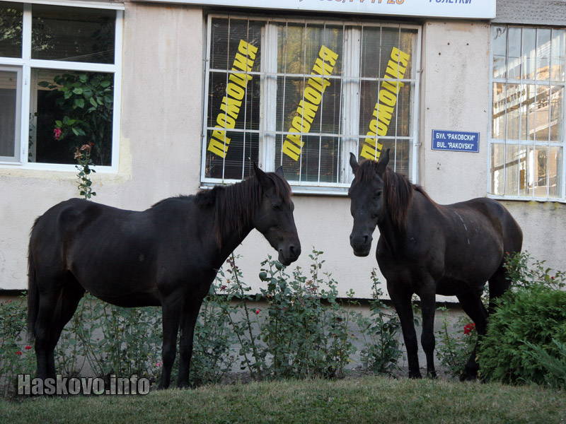 Конска промоция