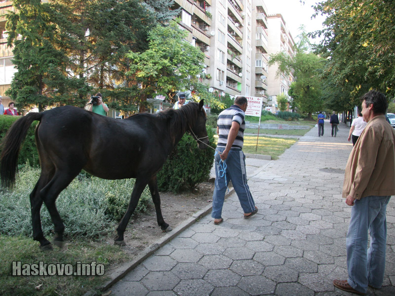 Животните бяха отведени в ромската махала