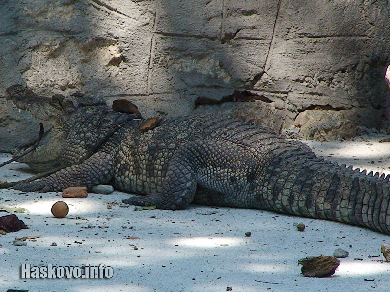 Хасковският крокодил