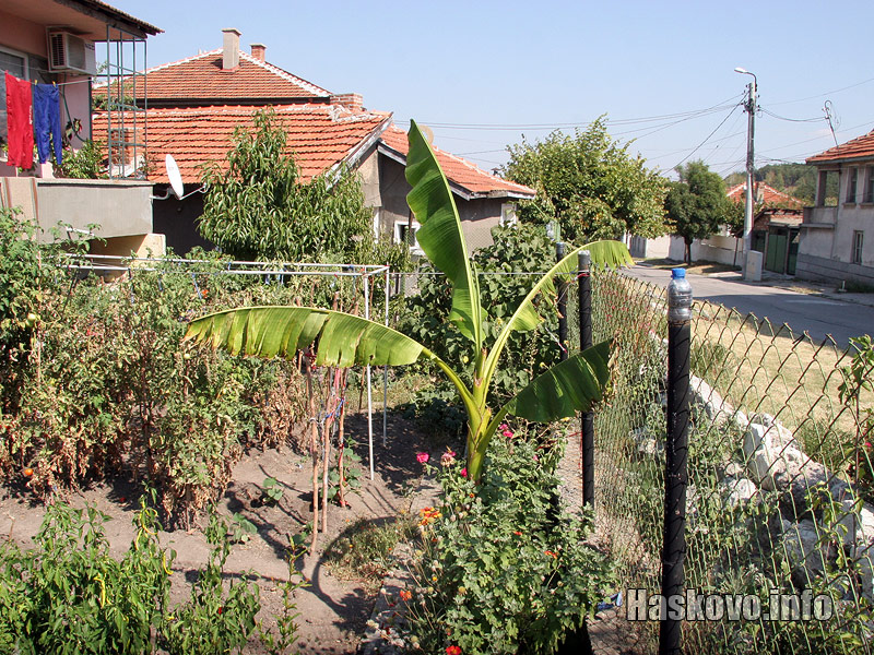 Банановото дърво