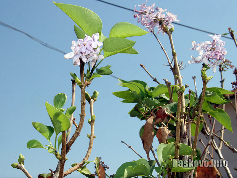 Цъфналият люляк