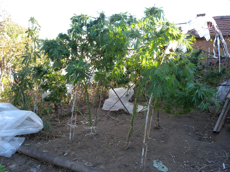 Марихуана, архив