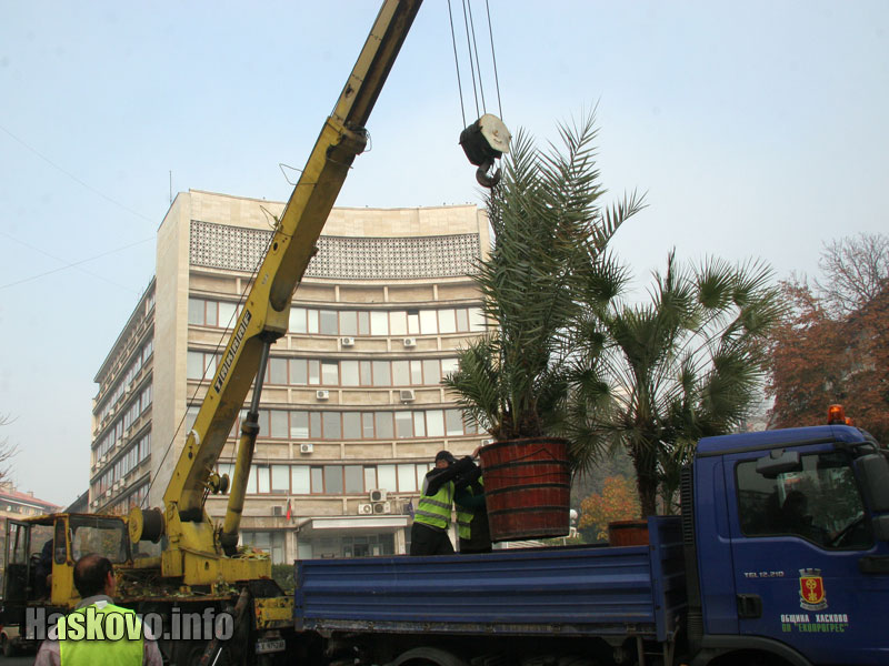 Вдигат палмите