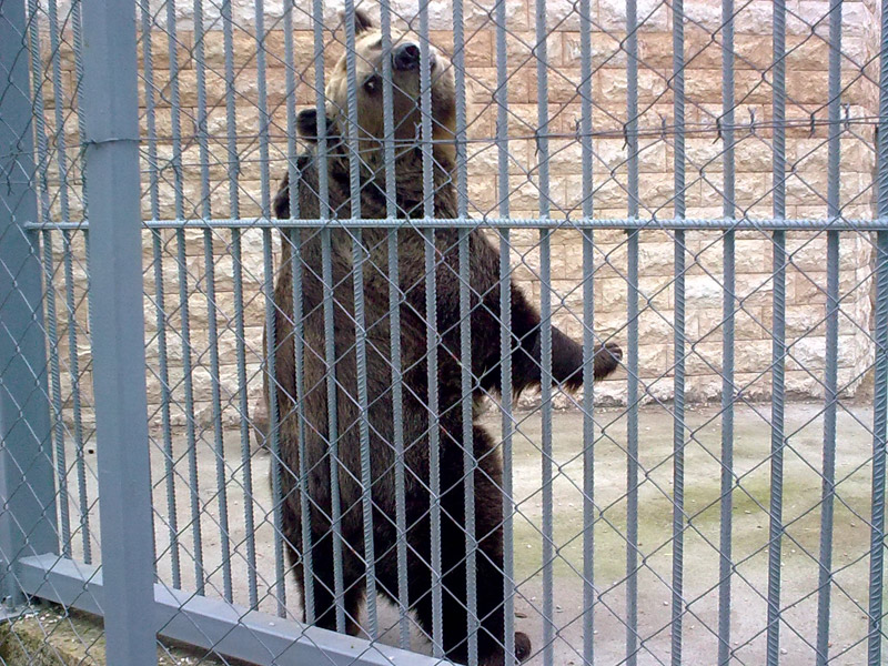 Мечето Митко