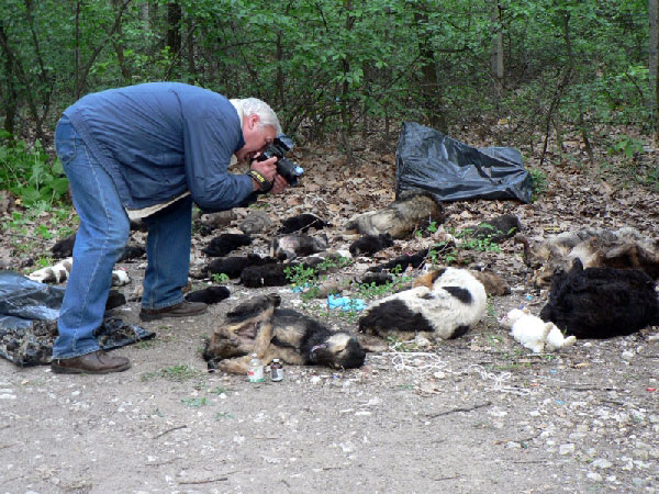 снимка: Фондация Четири лапи