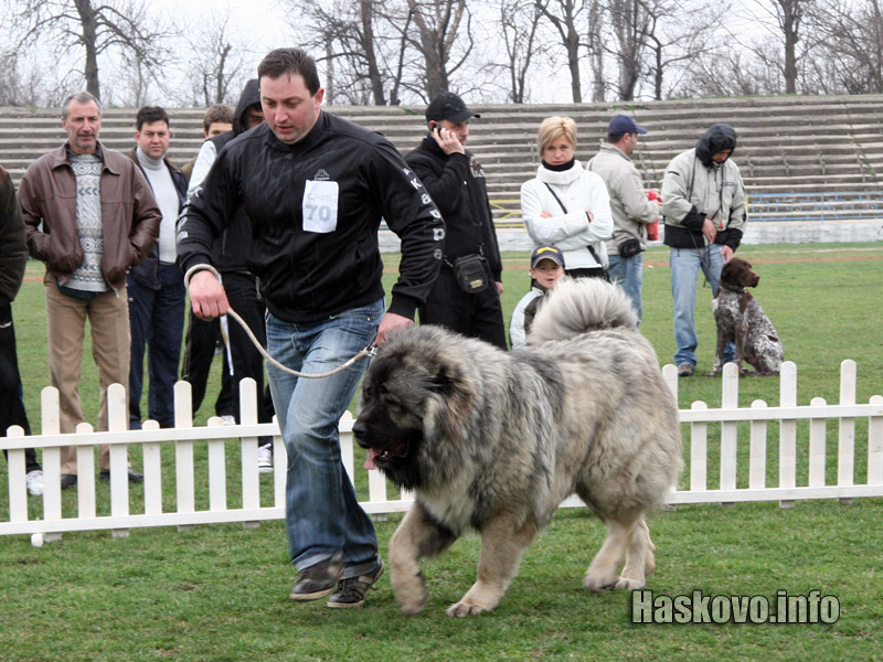 Международна киноложка изложба в Димитровград Международна киноложка изложба в Димитровград