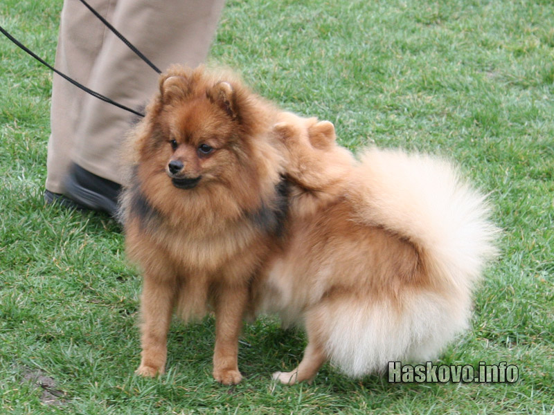 Международна киноложка изложба в Димитровград Международна киноложка изложба в Димитровград