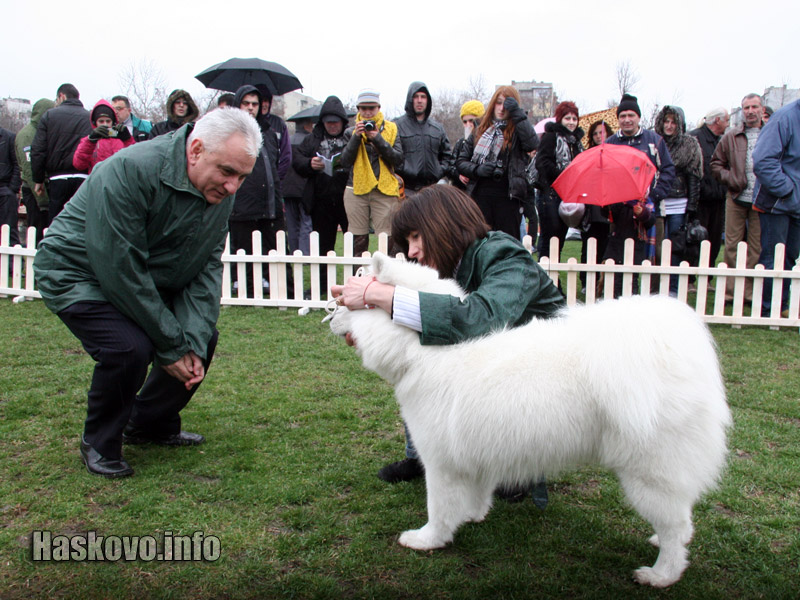 Международна киноложка изложба в Димитровград Международна киноложка изложба в Димитровград