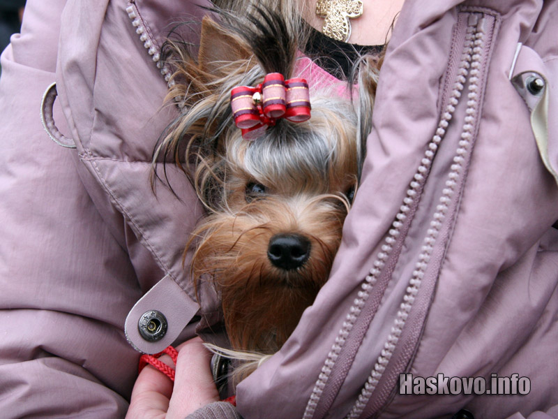 Международна киноложка изложба в Димитровград Международна киноложка изложба в Димитровград