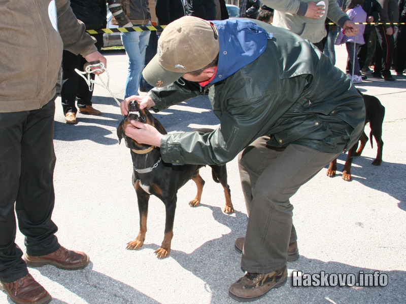 Киноложката изложба Киноложката изложба