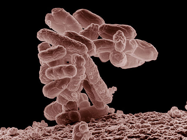 Ешерихия коли