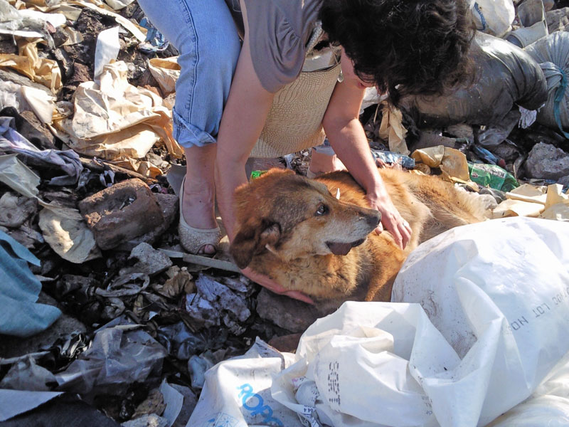 Едно от изхвърлените на сметището кучета